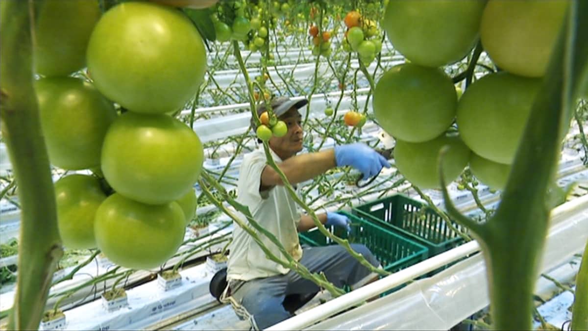 Maahanmuuttajataustainen työntekijä karsii tomaattipensaita kasvihuoneessa.