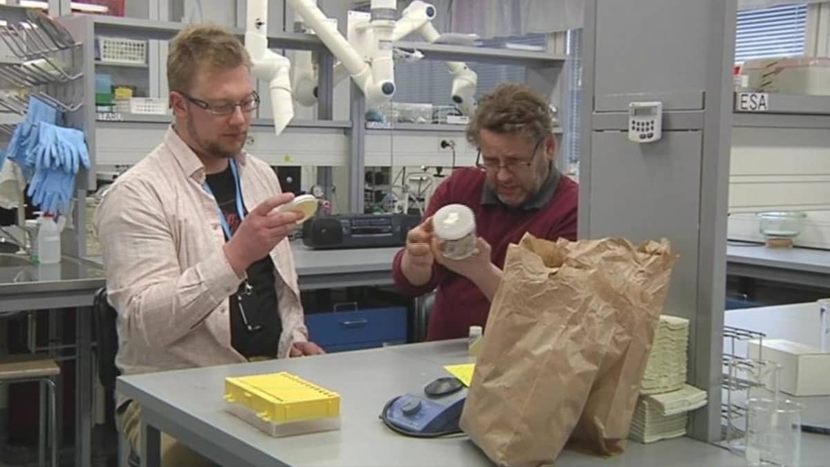 Tutkijat kehittävät viljelymenetelmiä, joilla saadaan metsistämme