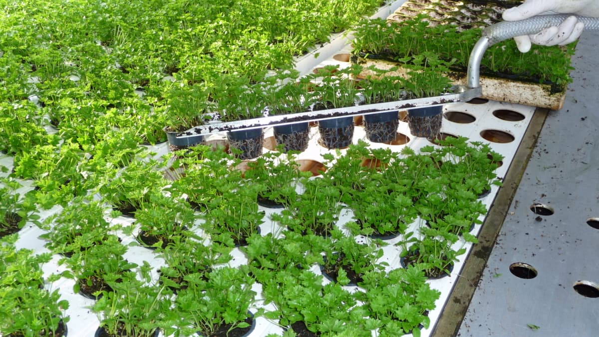 Yrttien ja salaattien kysyntä kasvaa – Joroisissa harkitaan kasvihuoneiden  laajennusta | Yle Uutiset