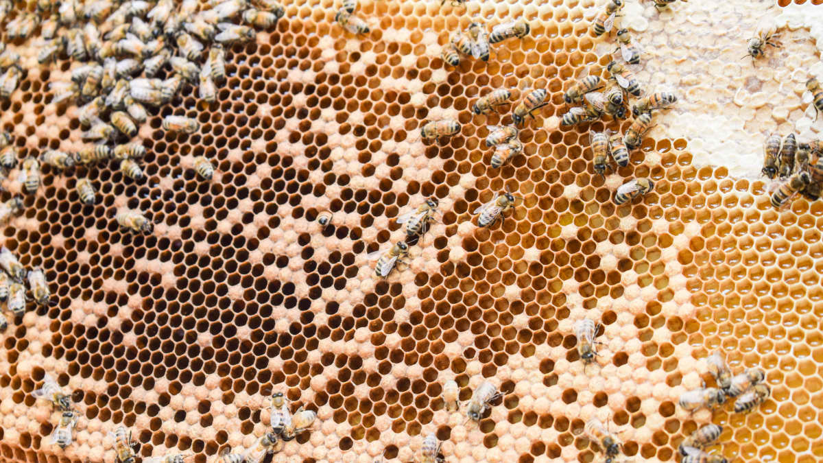 Hunajaa hunajakennossa mehiläispesässä.