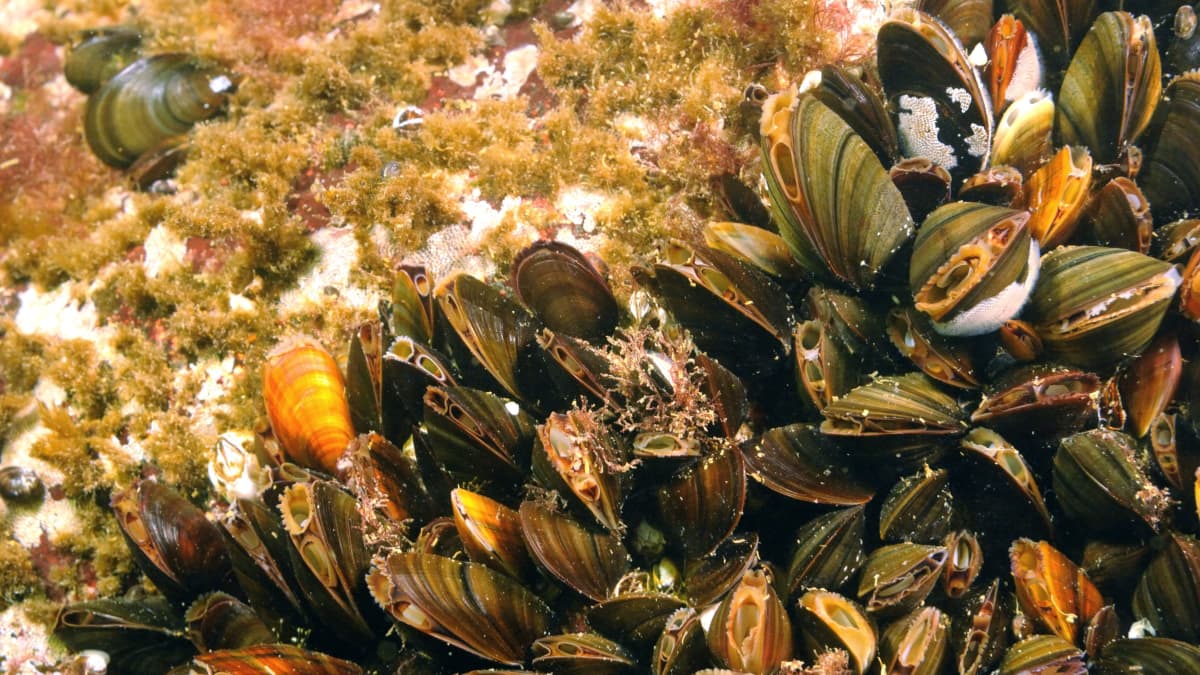 Simpukka siivoaa merestä mikromuovia, ravinteita ja myrkkyjä – 