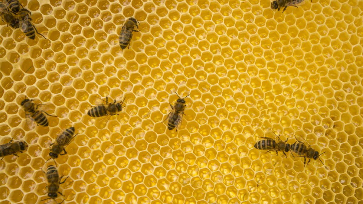 Mehiläisiä hunajakennolla.