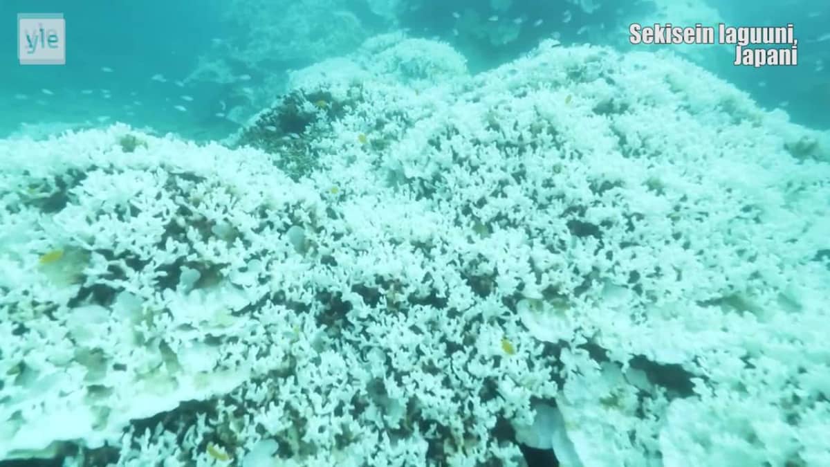 Uutisvideot: Merien lämpeneminen tappaa koralleja - tuho uhkaa Japanin suurinta koralliriuttaa