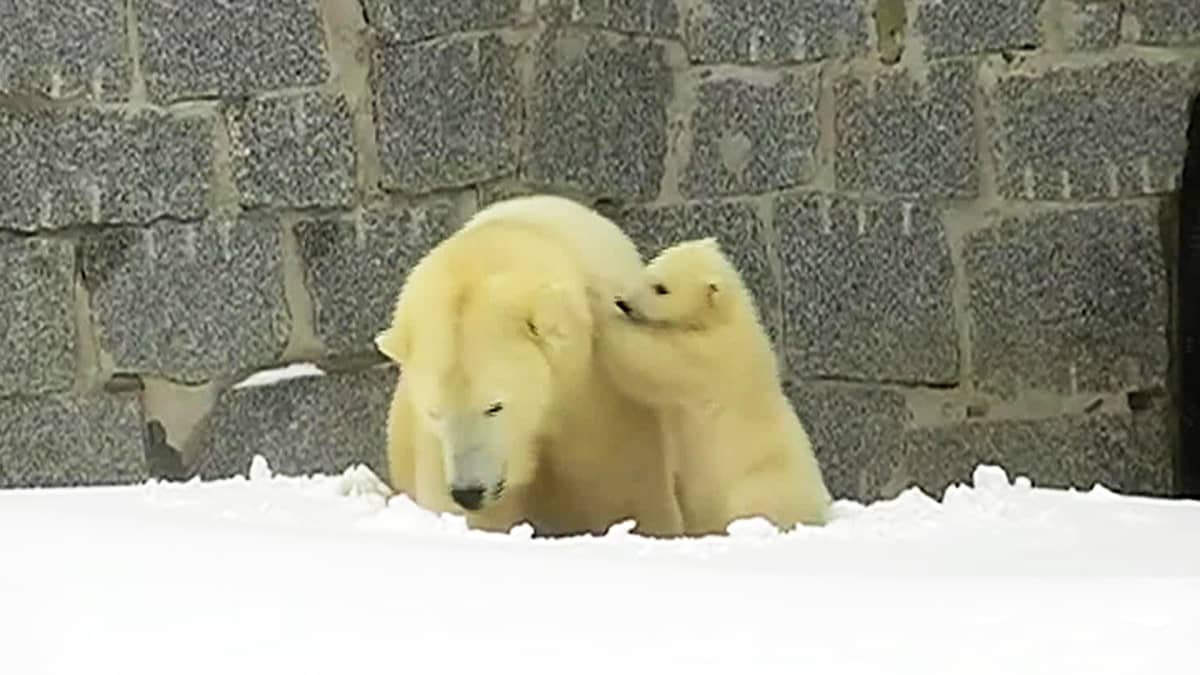 Uutisvideot: Ranuan jääkarhunpentu kömpi pesästään ensimmäistä kertaa ulos julkisuuteen – uusi pentu on isoveljeään rohkeampi