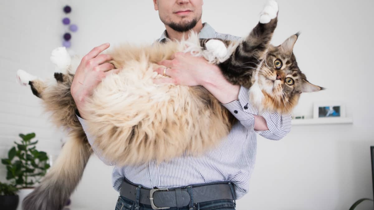 Löytyykö maailman suurin kissa sittenkin Suomesta? Tuusulalainen Bond-kissa  painaa 16 kiloa | Yle Uutiset