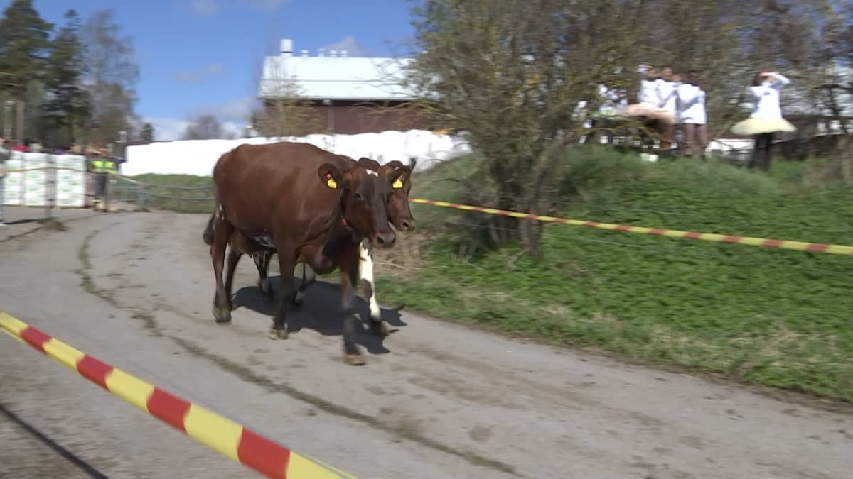 Suomen urbaaneimmat lehmät pääsivät kesälaitumelle