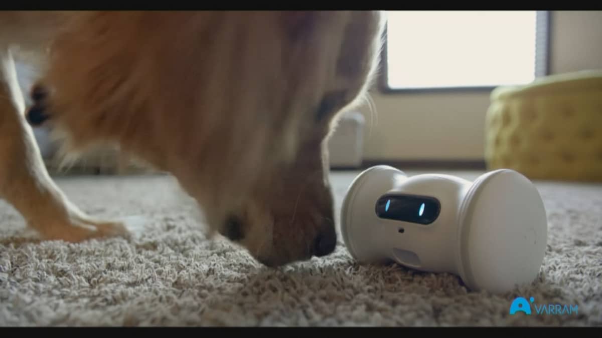 Varramin mainosvideo esittelee yksinäisen lemmikin seuraksi suunniteltua robottia
