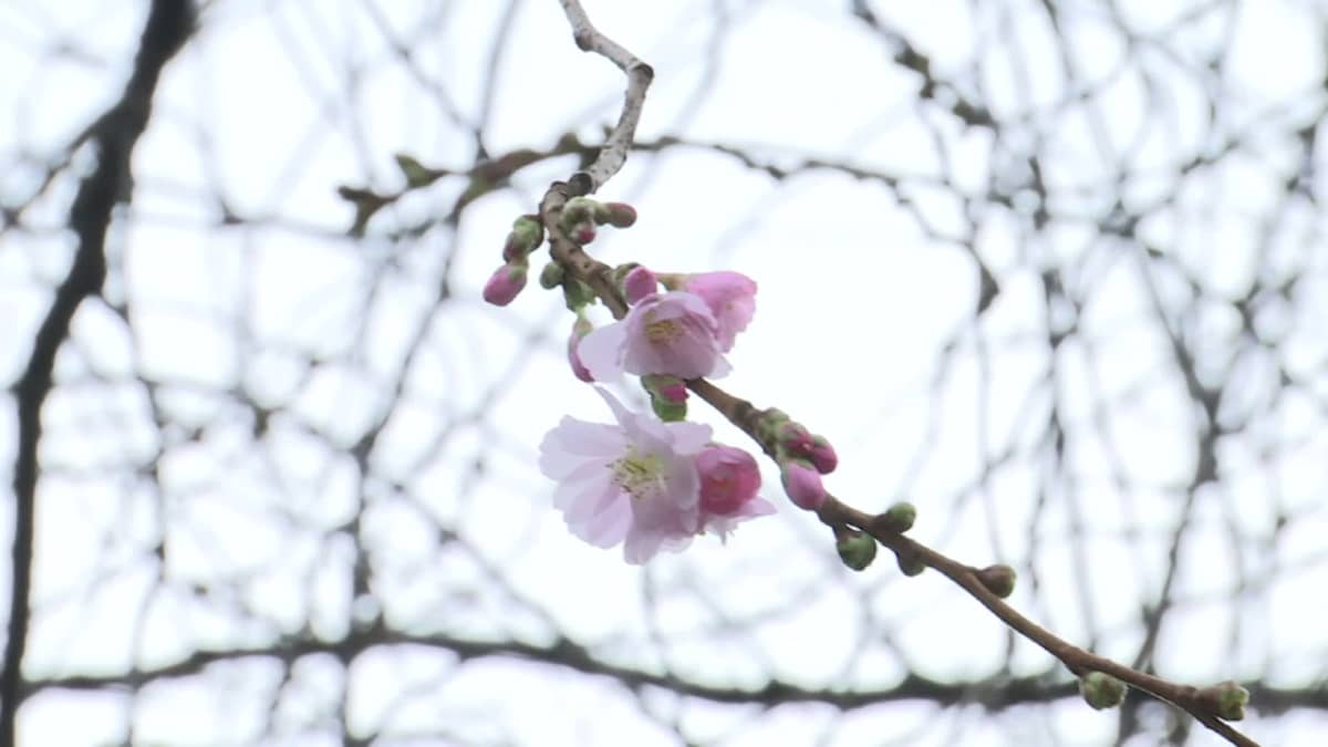 Tammikuun lämpö herättelee kirsikkapuita kukkimaan Tukholmassa