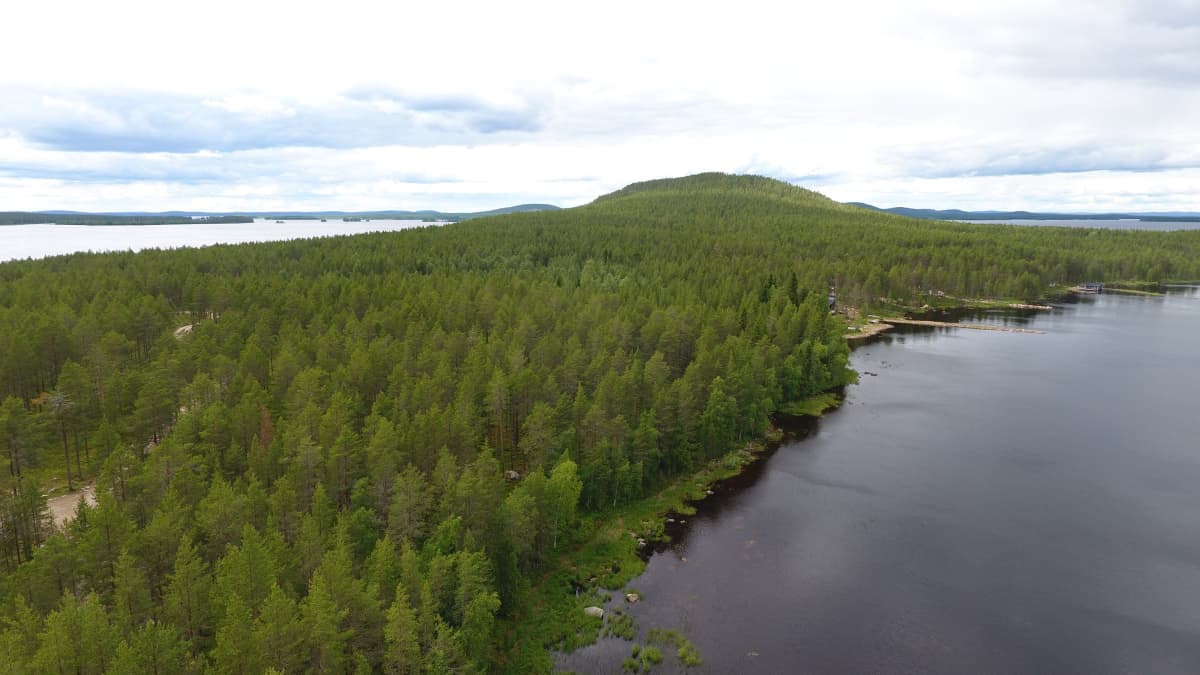 Kemijärvi hakkauttaa luontopolun metsää