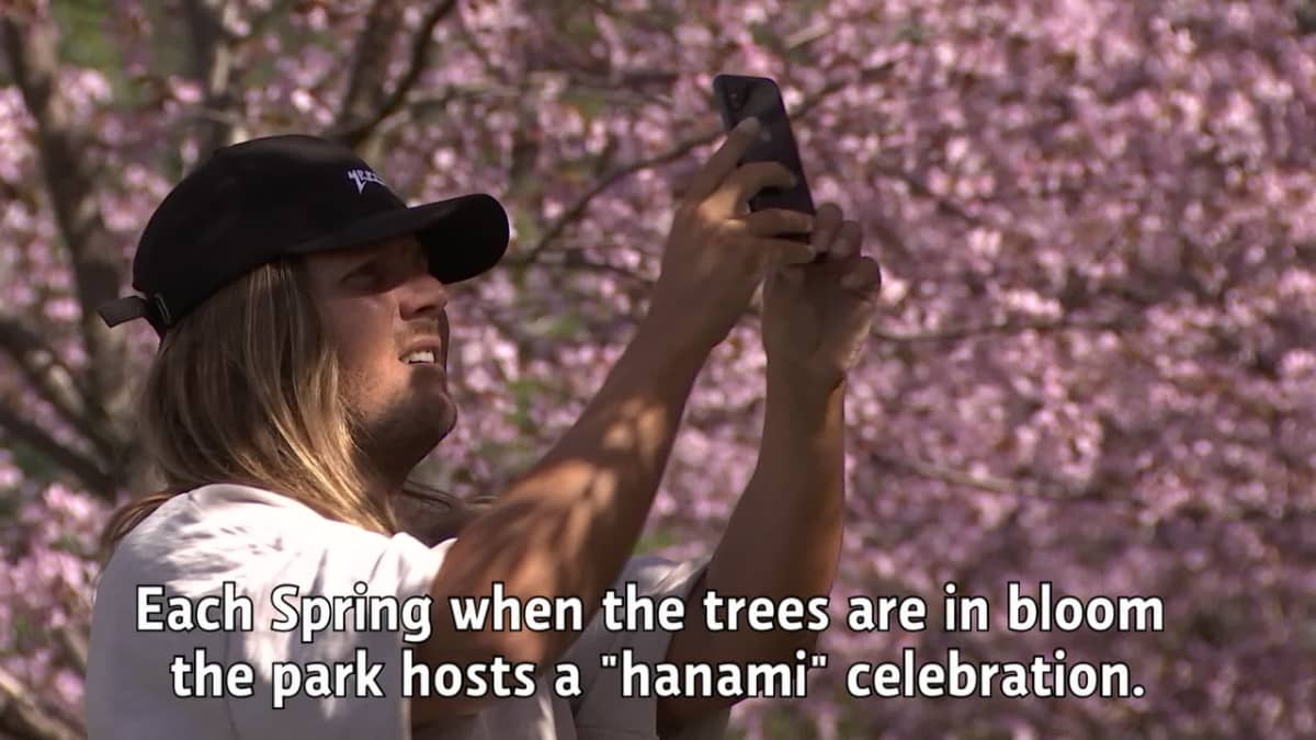 Cherry trees blooming ahead of Hanami