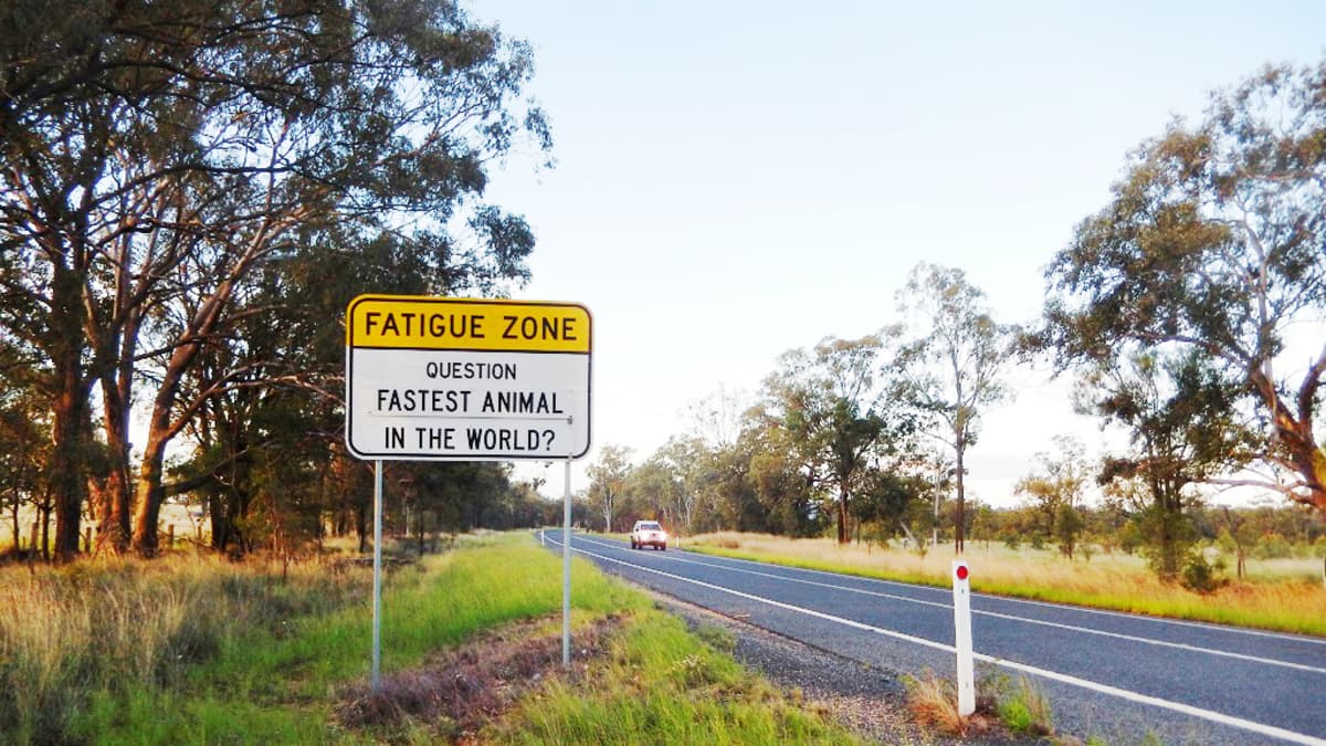 Kuvassa liikennemerkki, jossa kysytään "Mikä on maailman nopein eläin?"