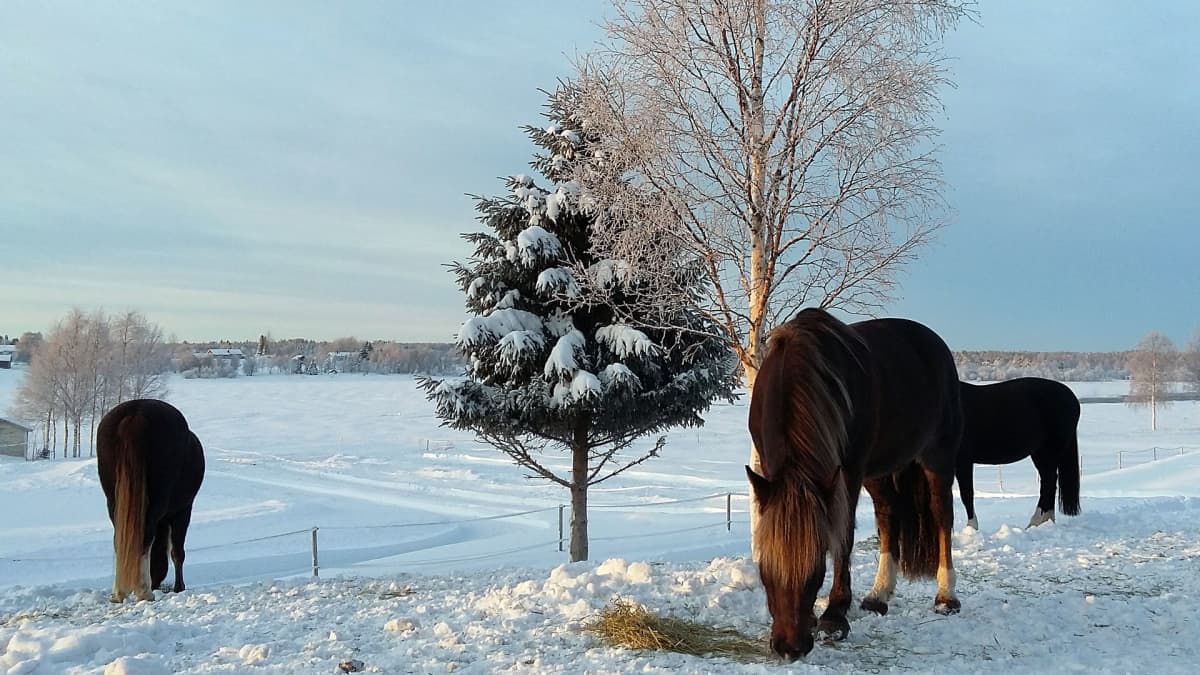 Hevoset syövät heinää jokivarressa talvella