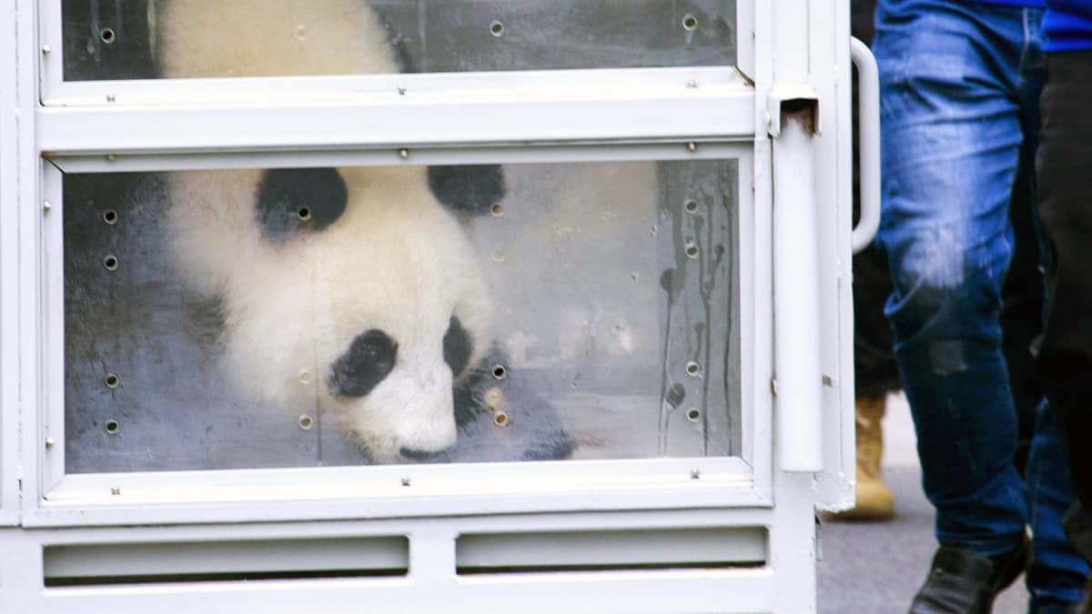 Jin Bao Bao nimistä Pandaa siirretään lentokentälle Kiinan Dujiangyanissa.