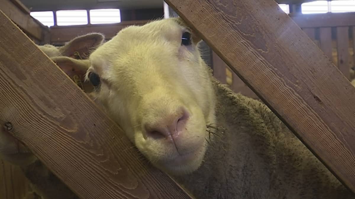 Lammas kurkistaa karsinan raosta.