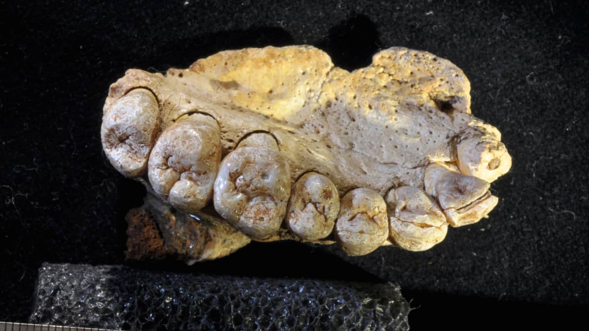 Löydettyjen jäännösten joukossa on mm. leukaluu ja hampaita.