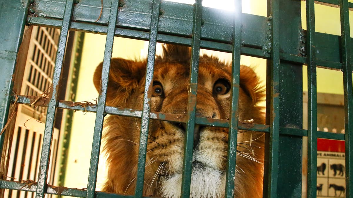 Simba-leijona pääsi turvaan Irakin taisteluista – Jordanian prinsessan  suojelema hoitokoti auttaa sodan keskelle jääneitä eläimiä