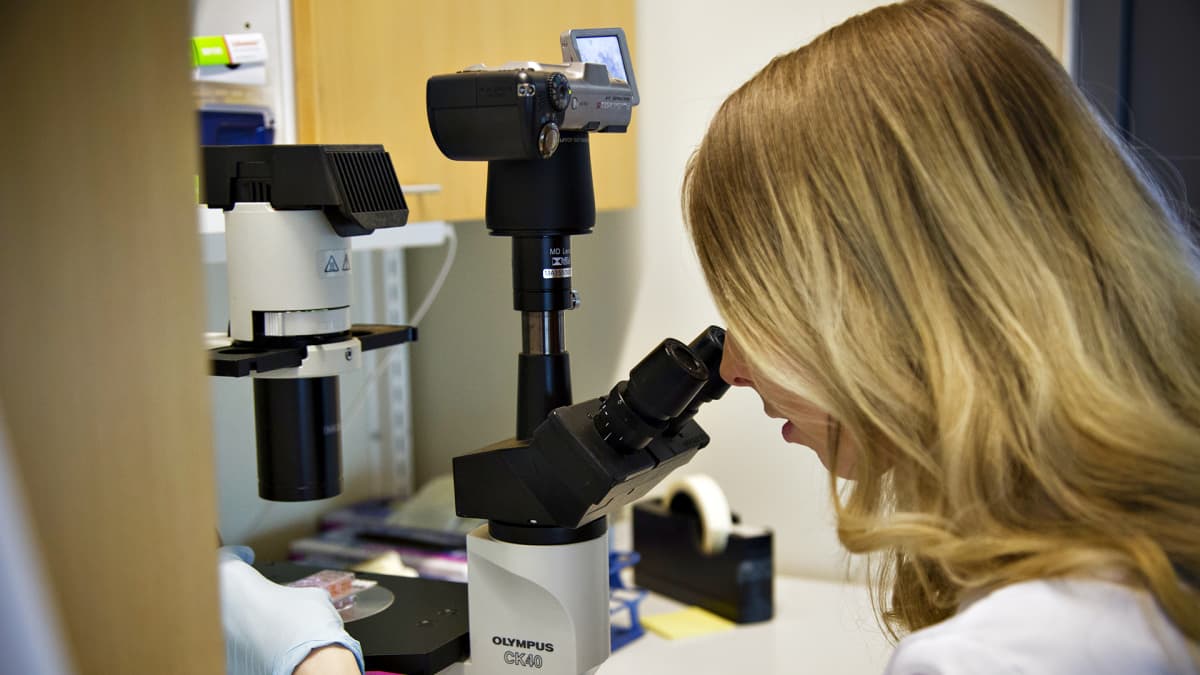 Maisteriopiskelija Marielle Savelius tutkii mikroskoopilla syöpäsoluja.