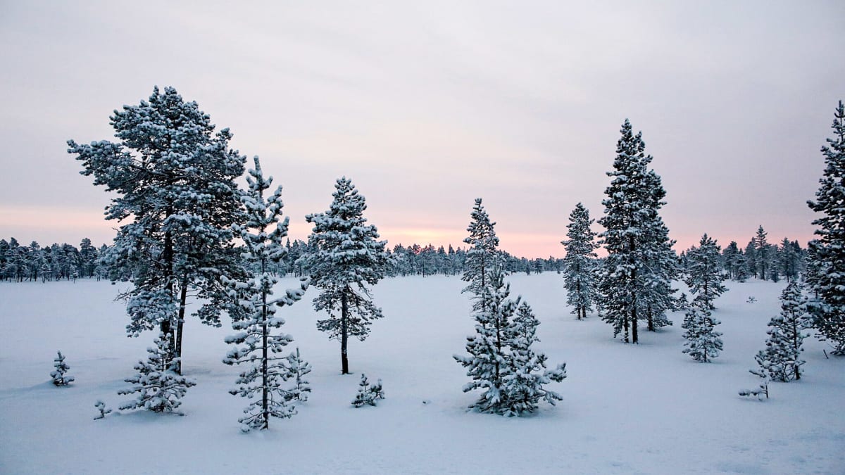 mäntyjä lumisella jängällä