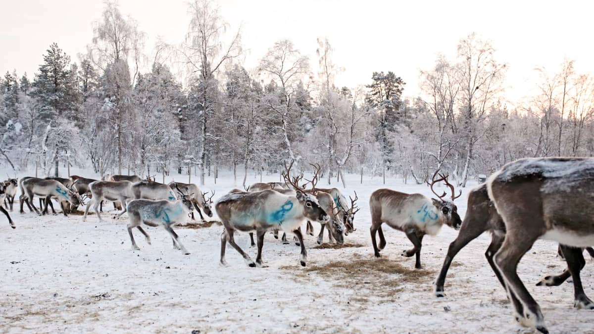 poroja metsässä