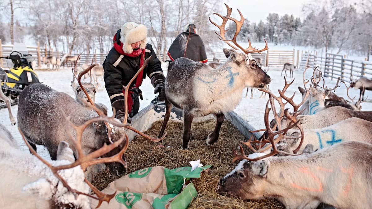 poroja syötetään heinällä