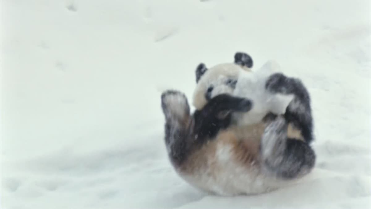 Panda Ähtärissä