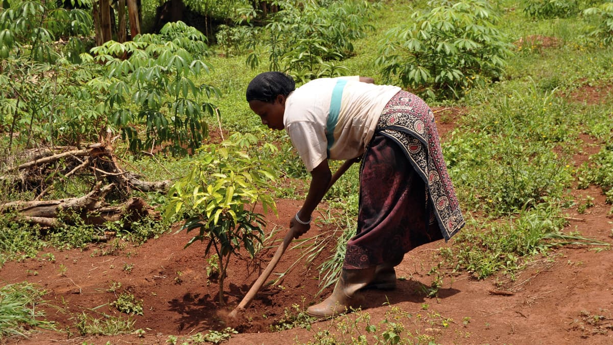 Nainen kuokkii maata Ugandassa.