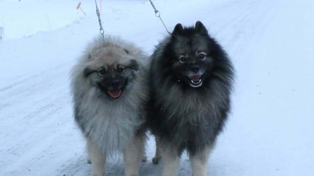 Melvin ja hänen morsiamensa Hilma