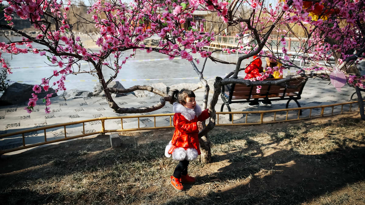 Kiinalainen pikkutyttö poseeraa kukkivan puun juurella Pekingissä.