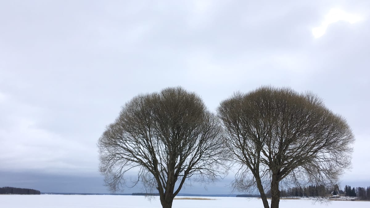 Kaksi puuta Lappajärven rannalla.