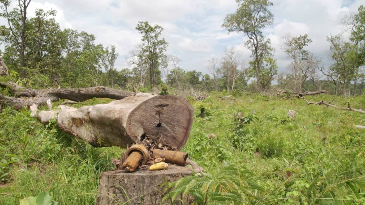 Hakkuukiellosta huolimatta raivattua metsää Kambodzhan Ratanakirin maakunnassa.