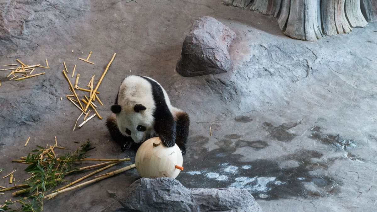 Lumi tutkimassa pandapalloon porattuihin koloihin kätkettyjä leluja.
