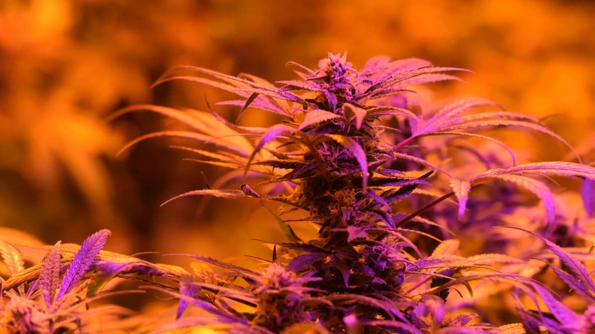 Kannabis-kasveja Denverissä Coloradossa, jossa kannabiksen virkistyskäyttö tuli lailliseksi ensimmäisenä osavaltioista.