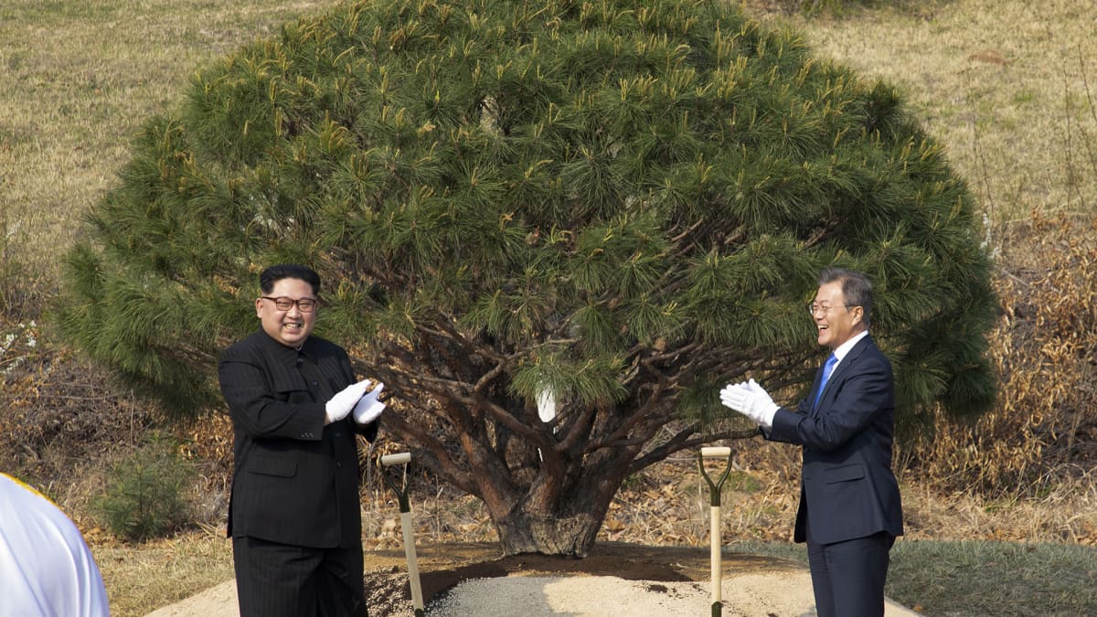 Kim Jong-un Moon Jae-in istuttavat rauhanpuun Koreoiden rajalle.