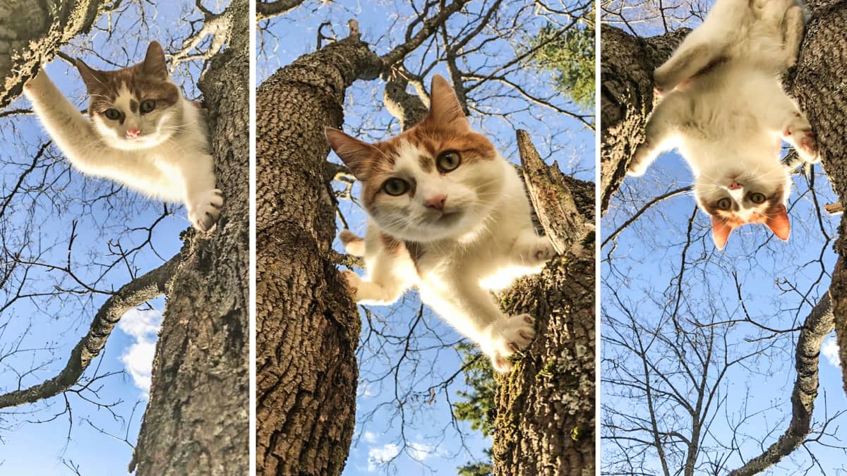 Kissa nimeltä Alamies kiipeilemässä puussa.