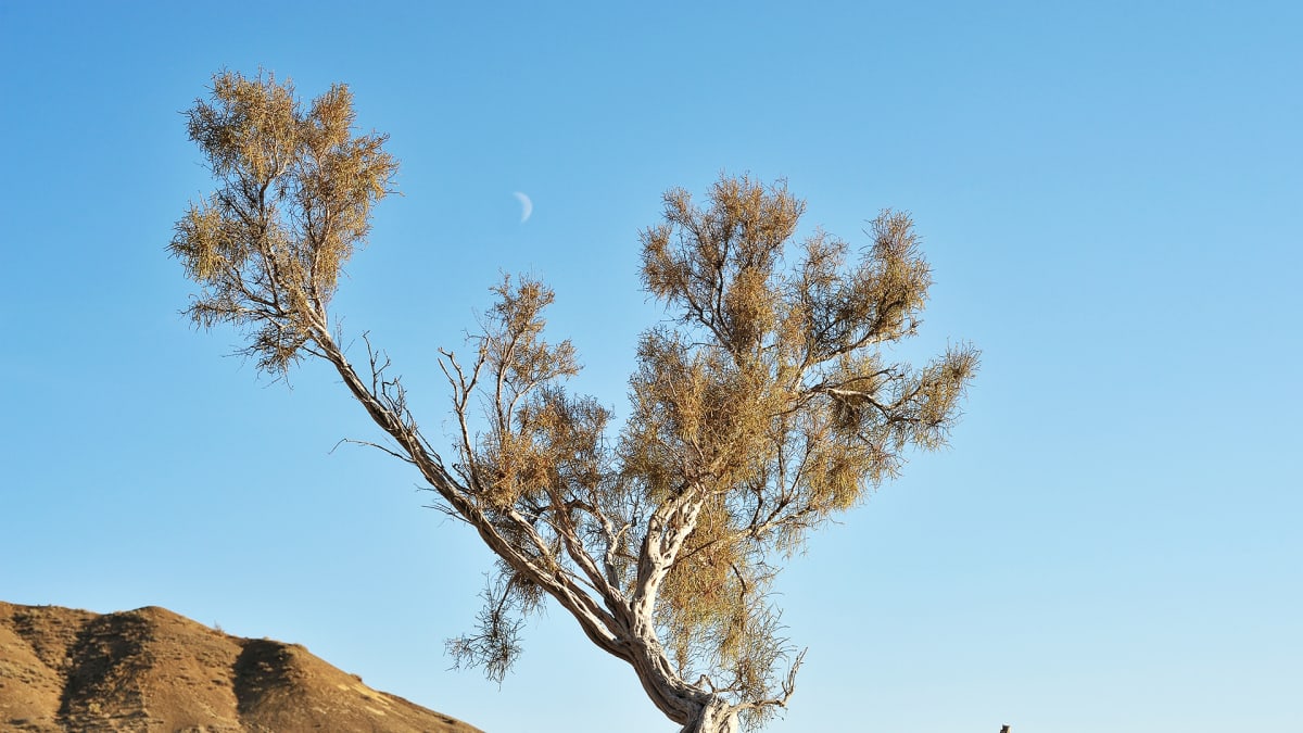 Saksaulipuu aavikolla Kazakstanissa.
