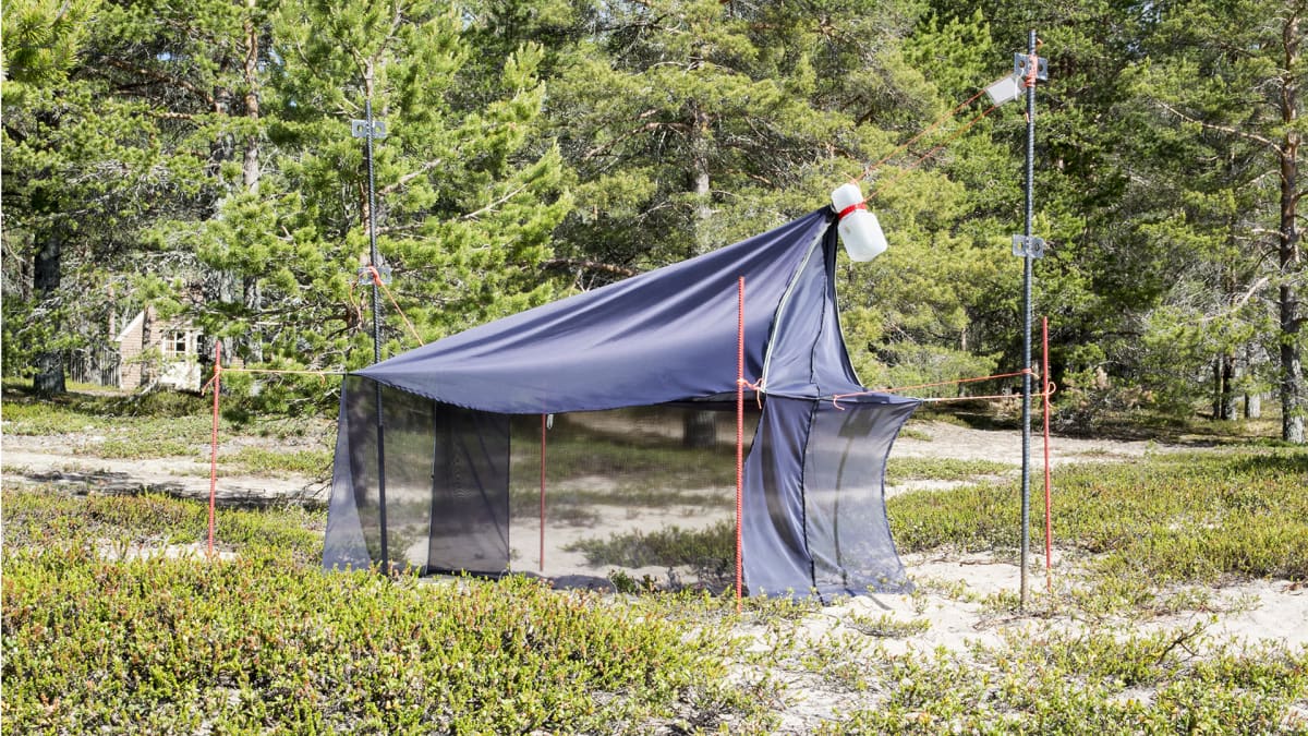 Hyönteispyydys Ärjänsaaren rannan tuntumassa.