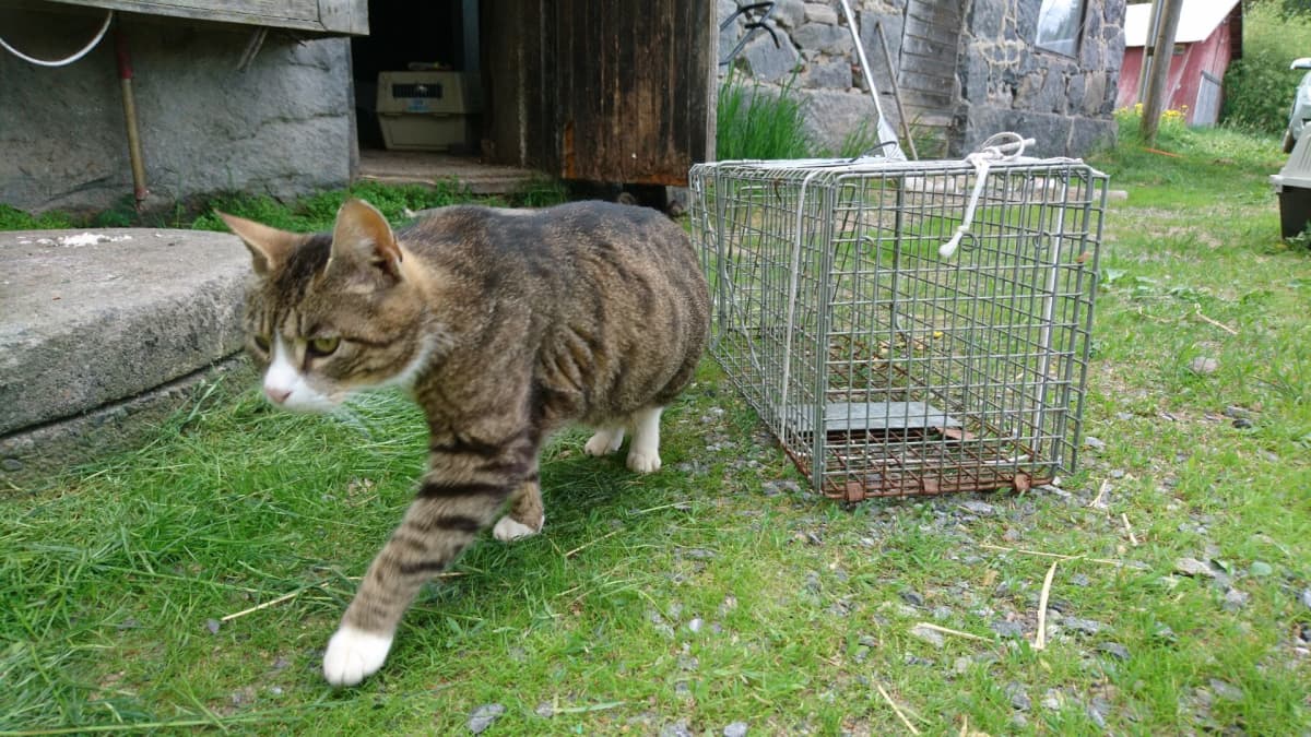 kissa loukun vieressä