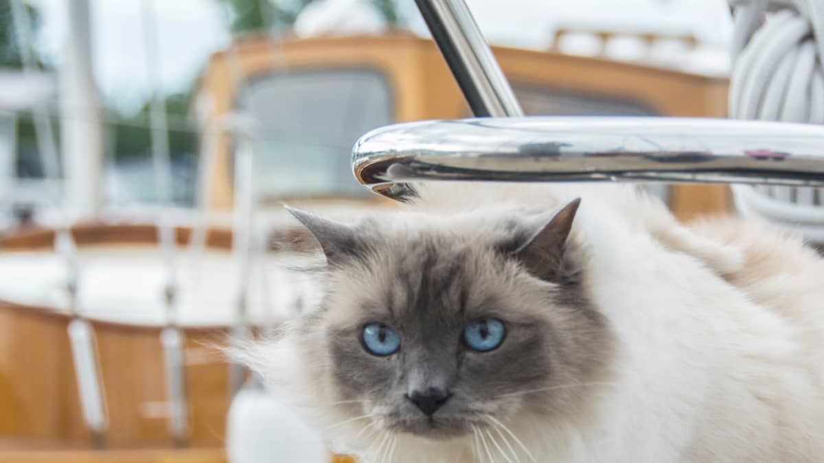 Kissa katselee veneen keulasta. Taustalla näkyy vene.