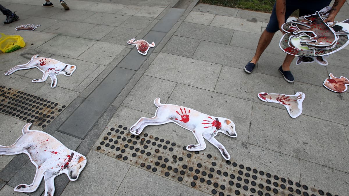 Eläinoikeusaktivisti osoitti mieltään koiranlihan syömisen vastaisessa demonstraatiossa Soulissa.