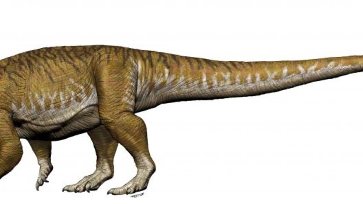 Piirroskuva neljällä jalalla kävelevästä pitkähäntäisestä ja melko pitkäkaulaisesta dinosauruksesta.