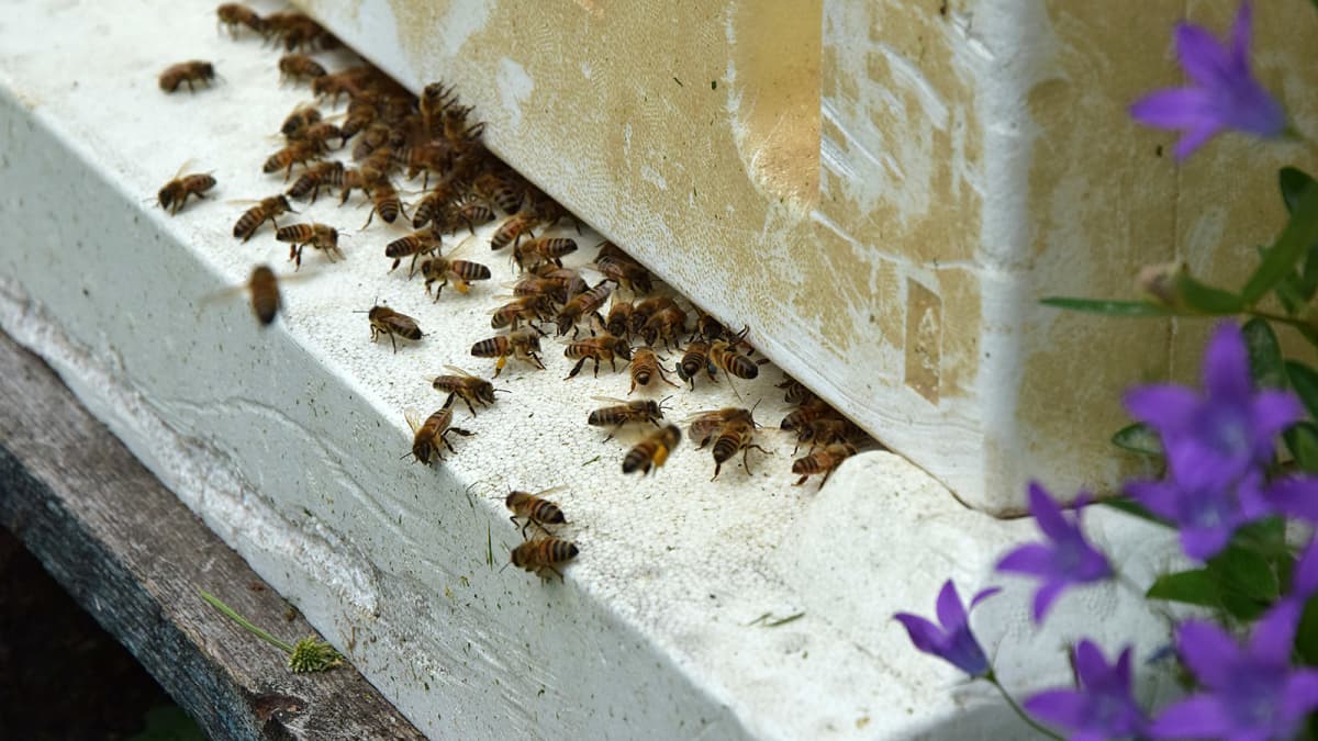 Italialaisnen mehiläisrotu pesällään
