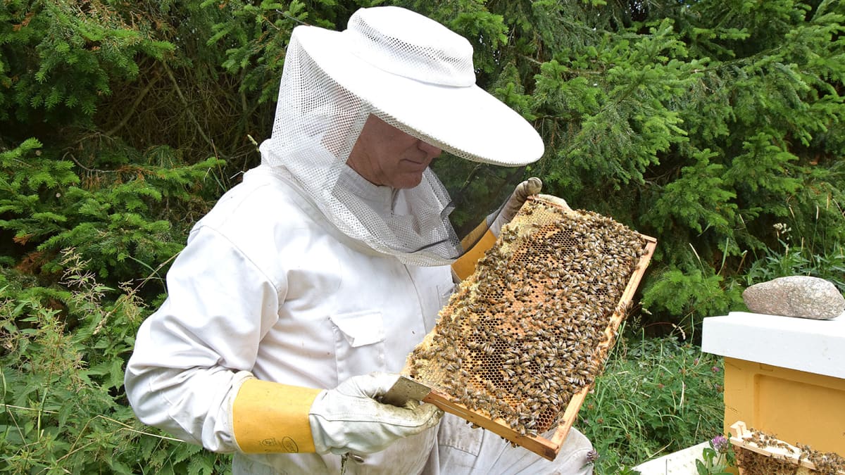 Valkoiseen suojapukuun pukeutunut mehiläistarhaaja työssään