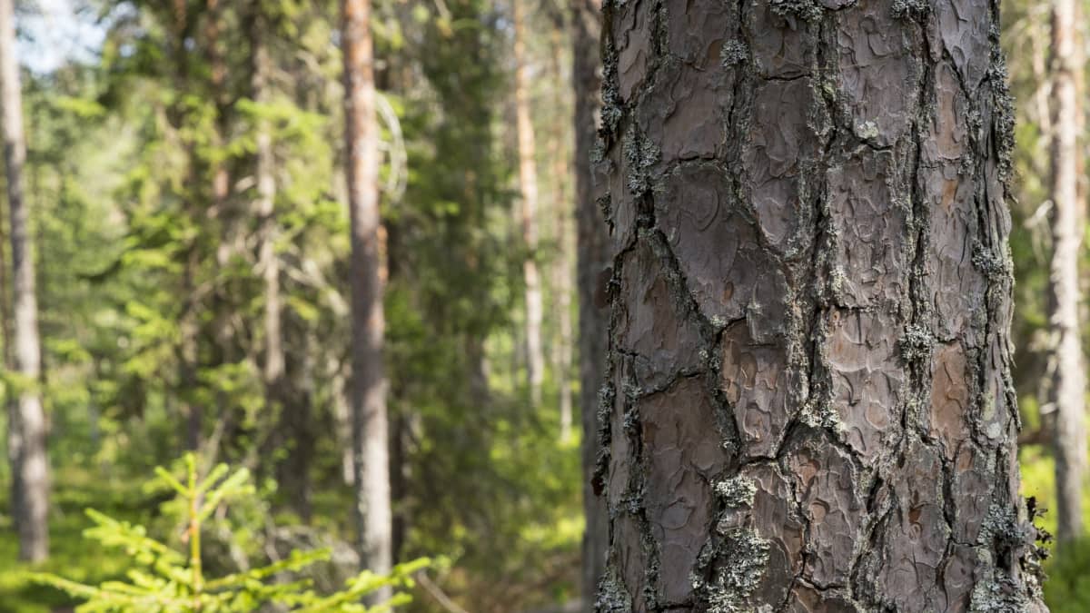 Suomen Latu haluaisi jokamiehenoikeudet Unescon listalle – metsänomistajat  kokevat jääneensä asian ulkopuolelle
