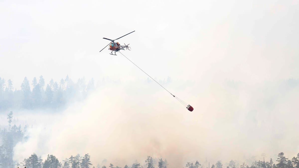 Pelastushelikopteri kaataa vettä metsään Ljusdalissa.