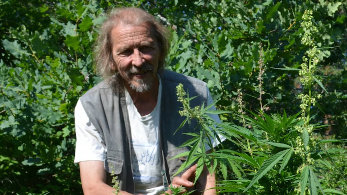 Hannu Hyvönen sekä Swiss Dream -lajikkeen emikukintoja Finolan hedekasvien pölytettävänä Kiuruvedellä.