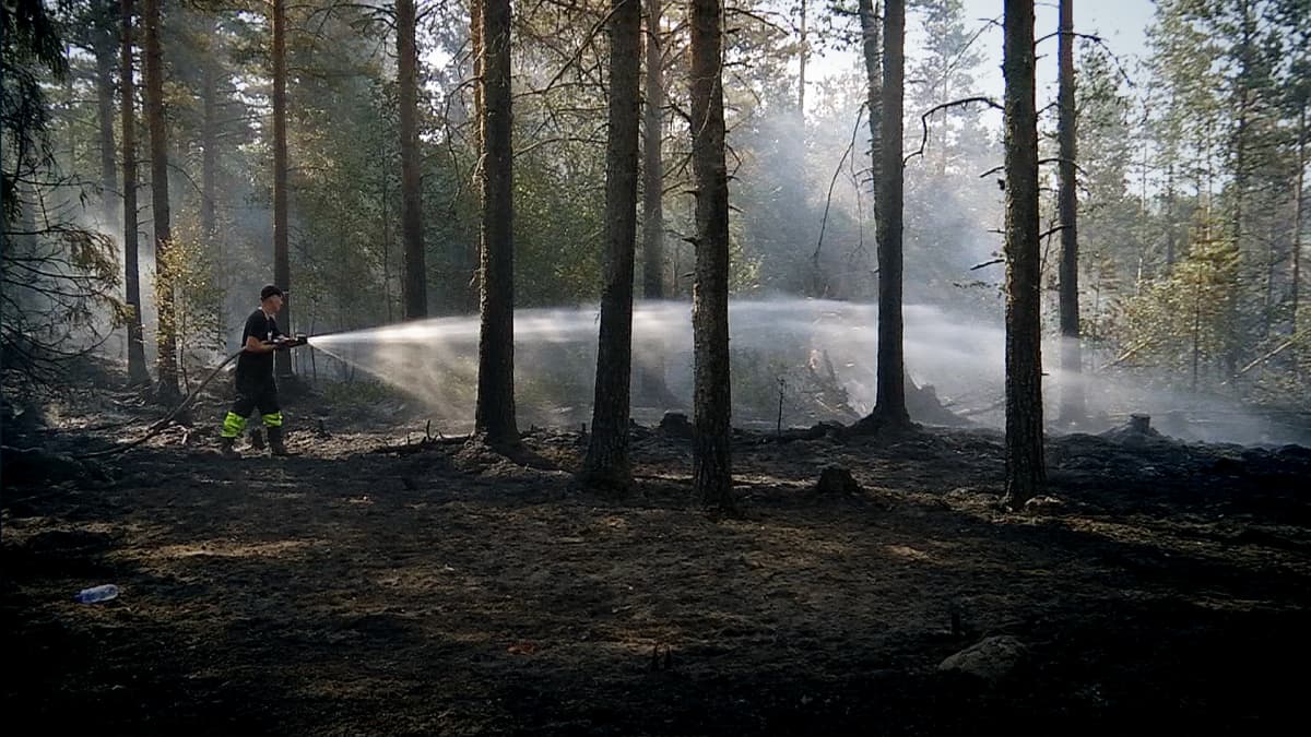 Jälkisammutustöitä kesällä Kauhavan Viinikassa Ohranevan turvesuon viereisessä metsässä.