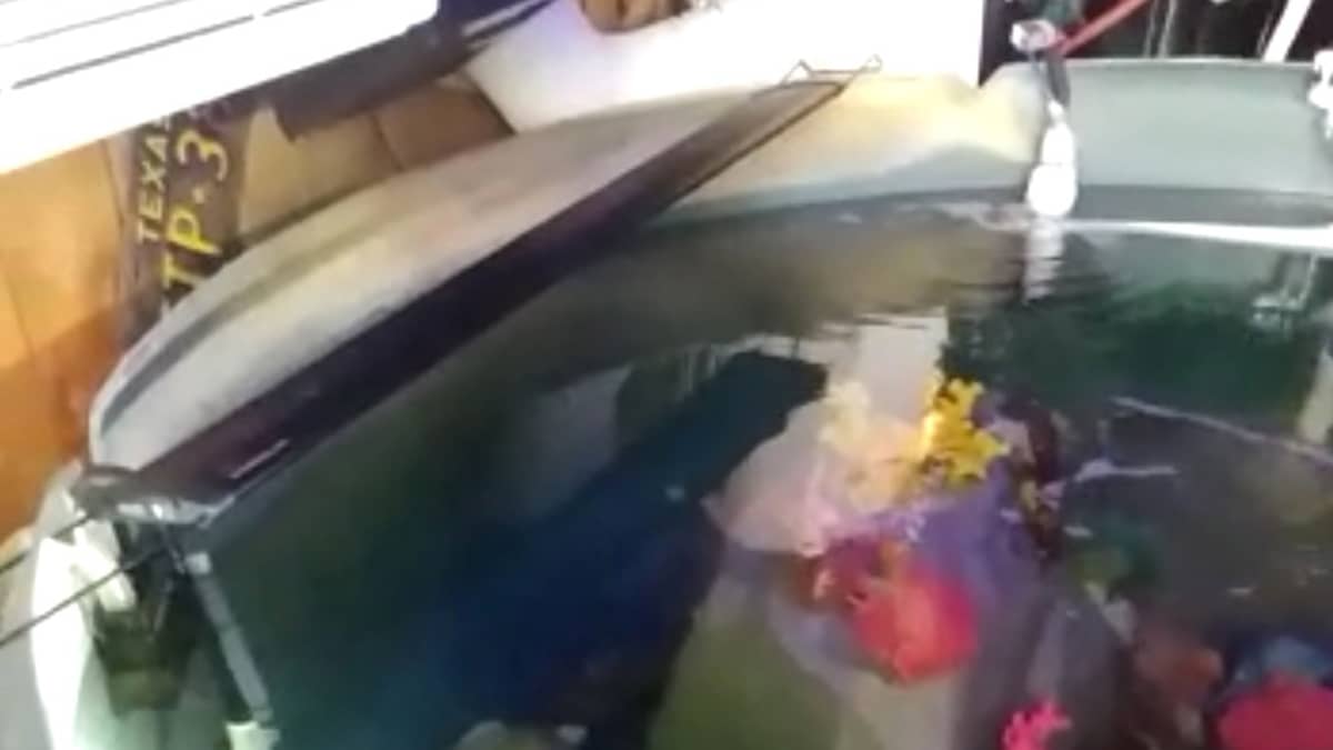 San Antonion akvaarion välittämä kuva varastetusta haista, joka löytyi yksityiskodissa olleesta akvaariosta.