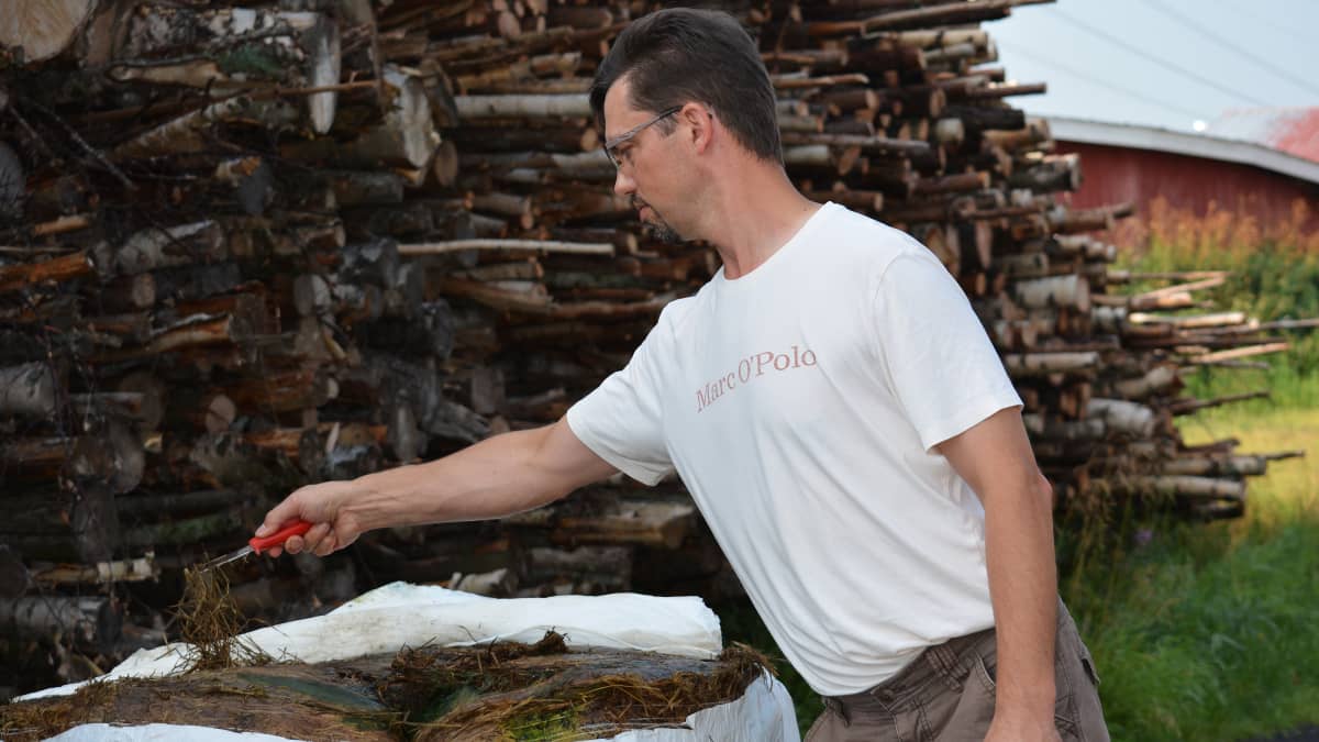 Maatalousyrittäjä Kyösti Yli-Karjanmaa näyttää, miten rehu on pilaantunut naakkojen rikki repimässä paalissa.