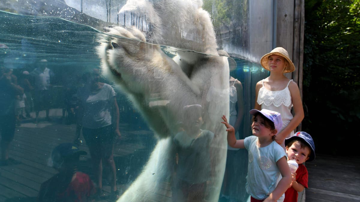 Jääkarhu vilvoitteli vedessä Mulhousen eläintarhassa perjantaina.