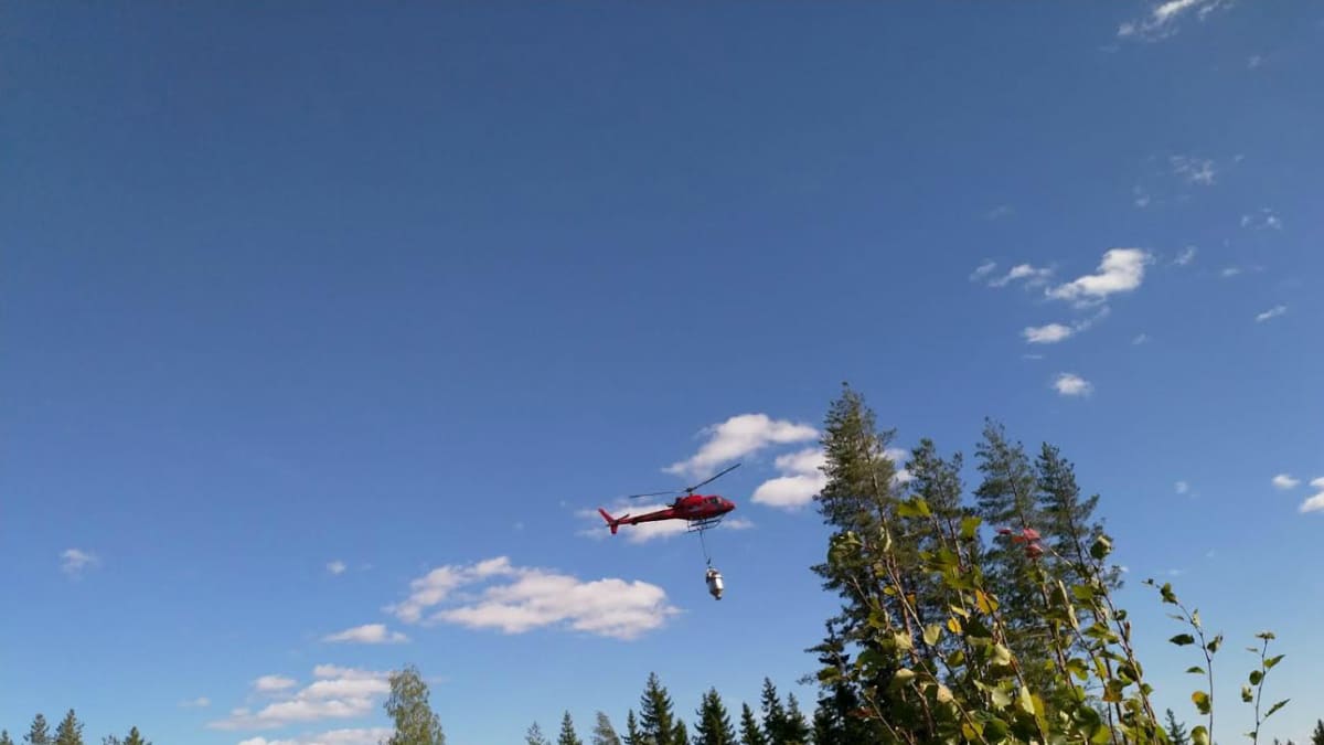 Metsäyhtiö Tornator lannoittaa helikopterilla metsäpalstojaan Liperin Vaiviossa elokuussa 2018. Helikopterilla lannoitetaan pintajuurista kuusikkoa sekä mäkisiä alueita. Traktori sopii pienille palstoille.